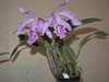 Cattleya maxima 